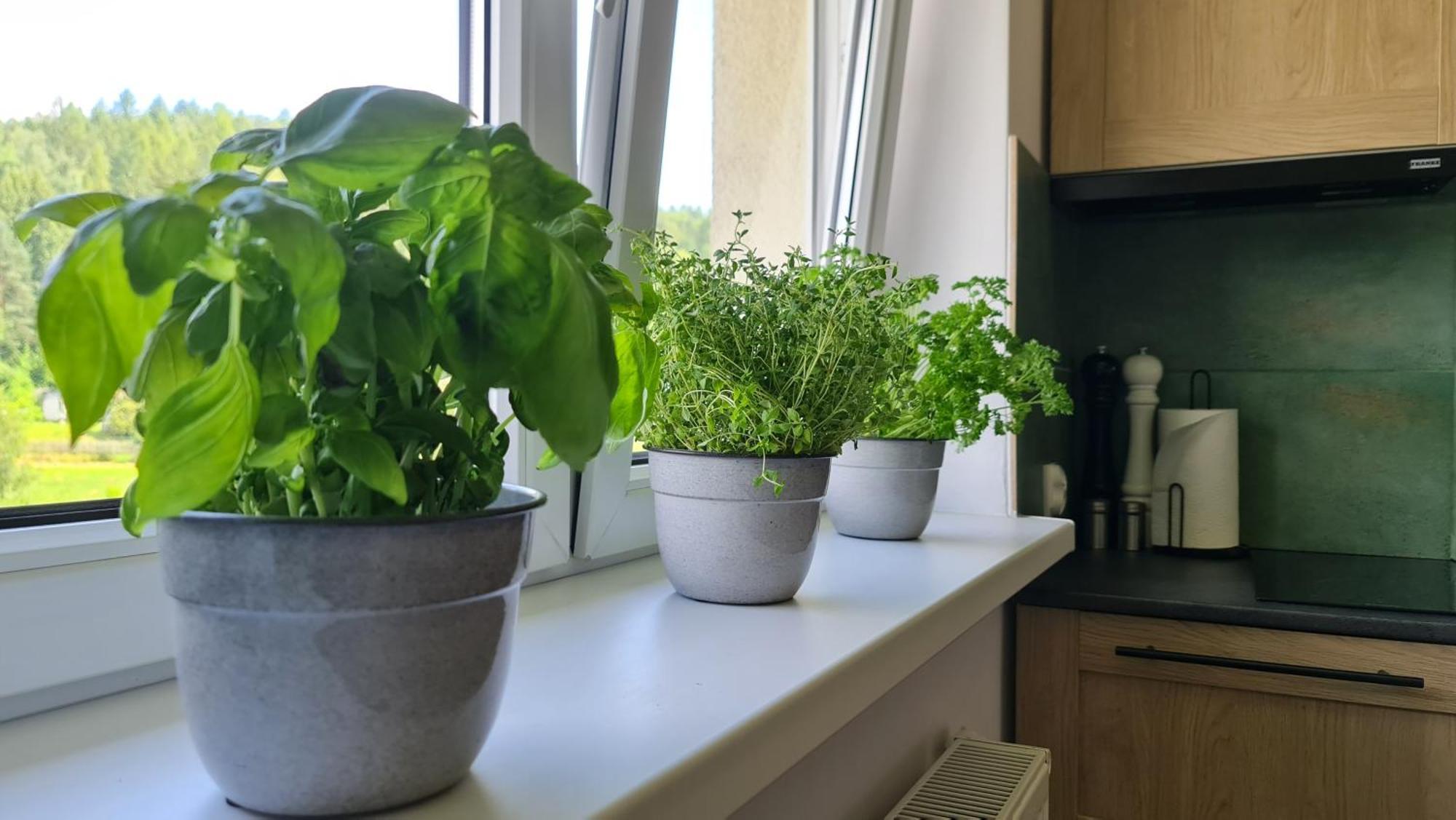 Apartmán Szumia Plaziny Muszyna Exteriér fotografie